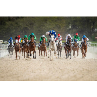 The gallop racing season has started | L.A.C. Holding